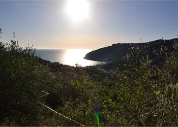 NOLI